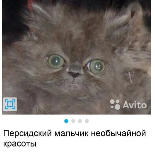 🗿 Стикер «кайза жмыхнуло 5» для Telegram