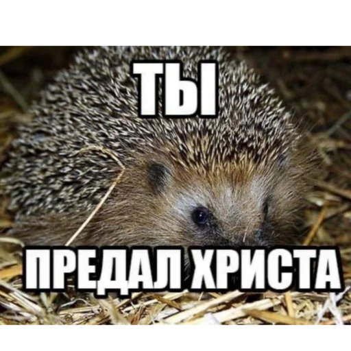 🗿 Стикер «кайза жмыхнуло 5» для Telegram