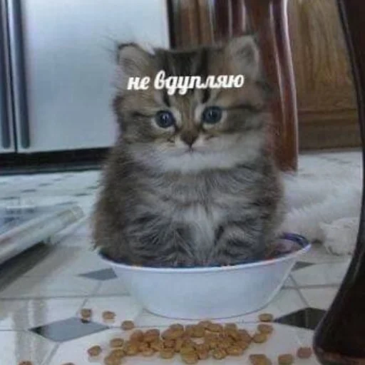 🗿 Стикер «кайза жмыхнуло 5» для Telegram