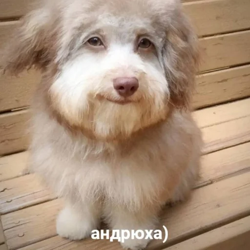 🗿 Стикер «кайза жмыхнуло 5» для Telegram