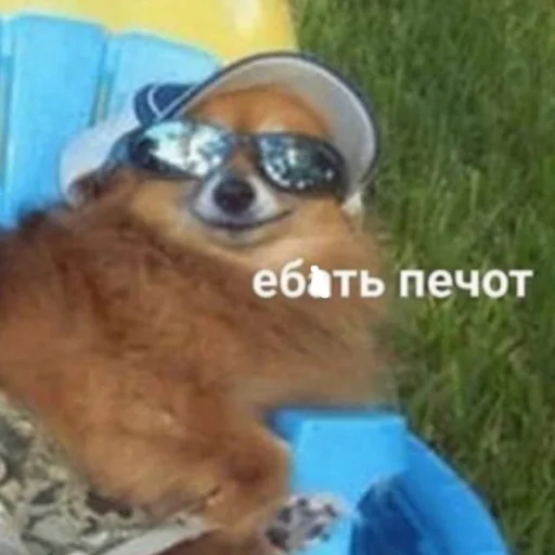 😑 Стикер «кайза жмыхнуло 5» для Telegram