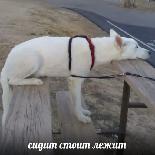 🗿 Стикер «кайза жмыхнуло 5» для Telegram