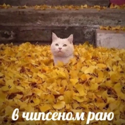 🗿 Стикер «кайза жмыхнуло 5» для Telegram