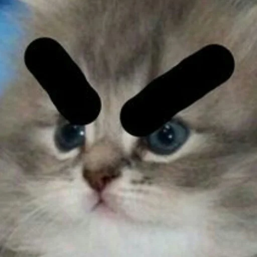🗿 Стикер «кайза жмыхнуло 5» для Telegram