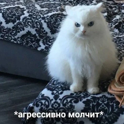 🗿 Стикер «кайза жмыхнуло 5» для Telegram