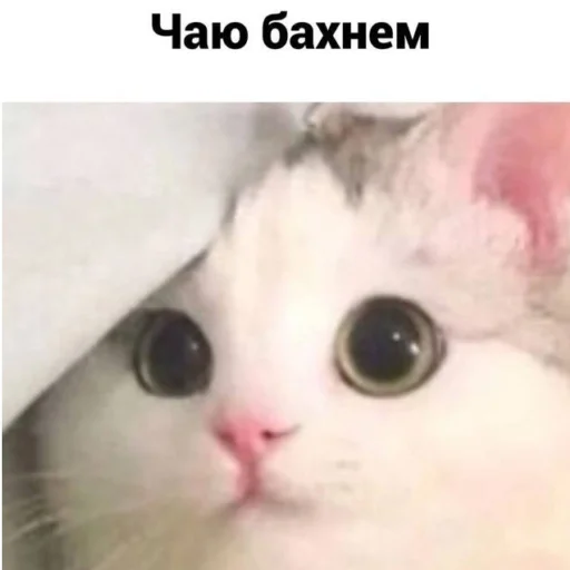 🗿 Стикер «кайза жмыхнуло 5» для Telegram