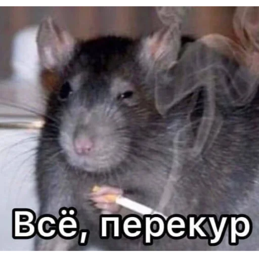 🗿 Стикер «кайза жмыхнуло 5» для Telegram