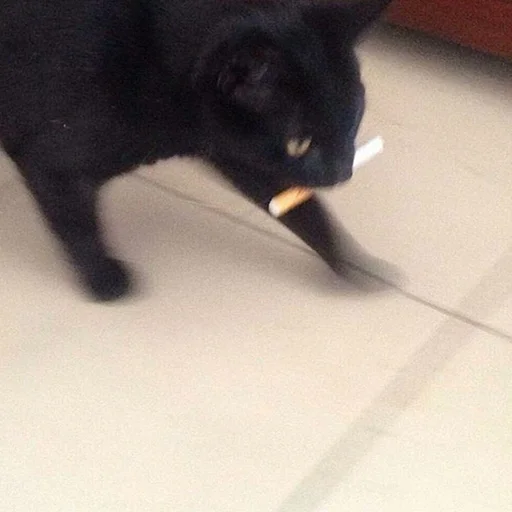 🚬 Стикер «miw» для Telegram