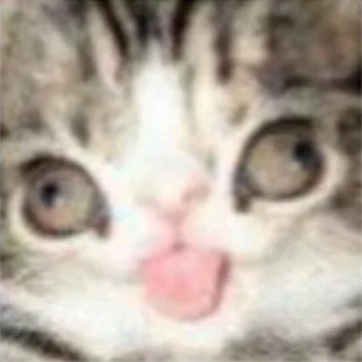 🥱 Стикер «miw» для Telegram