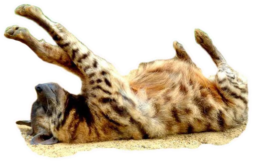 💤 Стикер «yeener» для Telegram