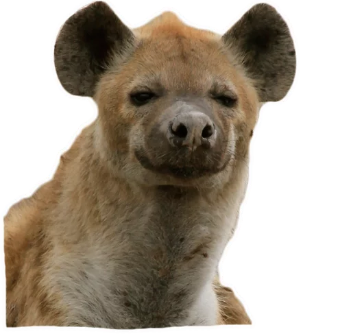🙂 Стикер «yeener» для Telegram