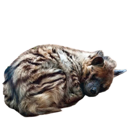 😴 Стикер «yeener» для Telegram
