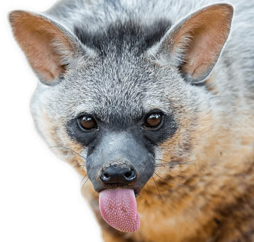 😛 Стикер «yeener» для Telegram