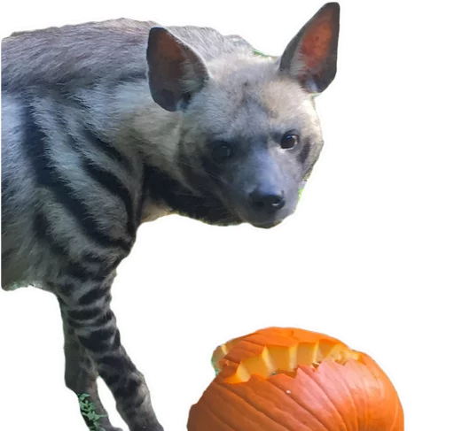 🎃 Стикер «yeener» для Telegram