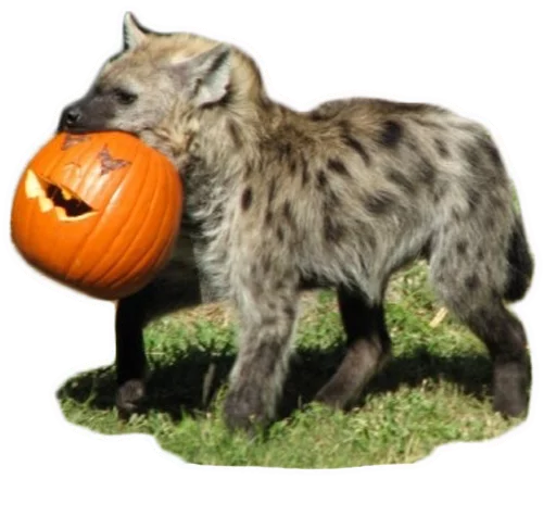 🎃 Стикер «yeener» для Telegram