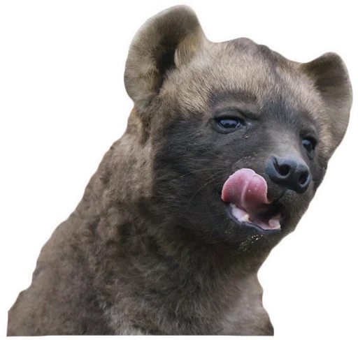 😛 Стикер «yeener» для Telegram