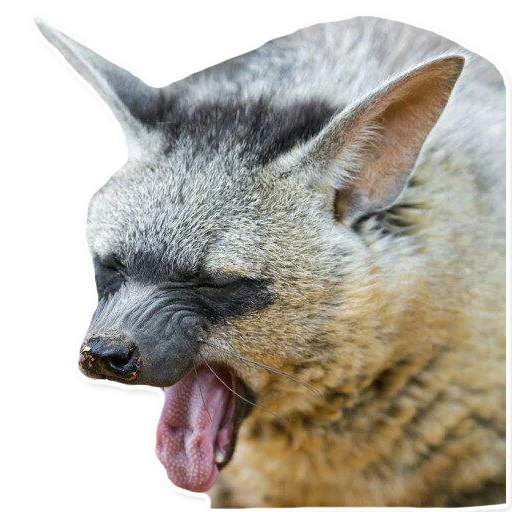 😵 Стикер «yeener» для Telegram