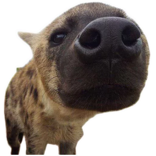 🐽 Стикер «yeener» для Telegram