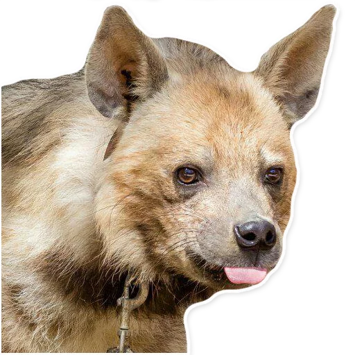 😛 Стикер «yeener» для Telegram