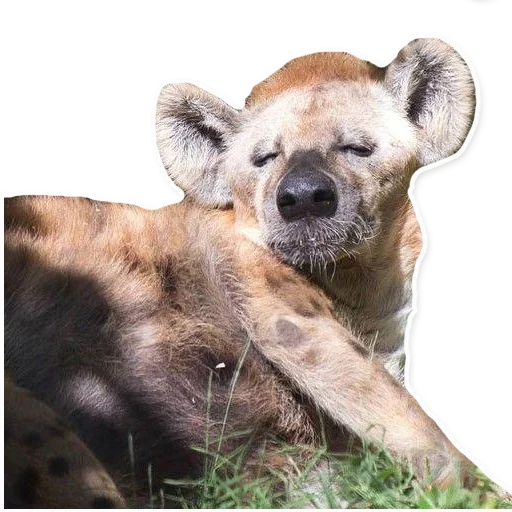 😴 Стикер «yeener» для Telegram