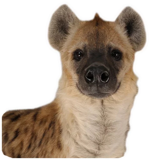 😊 Стикер «yeener» для Telegram
