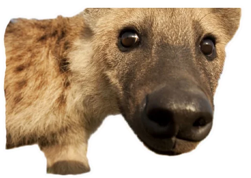 😮 Стикер «yeener» для Telegram