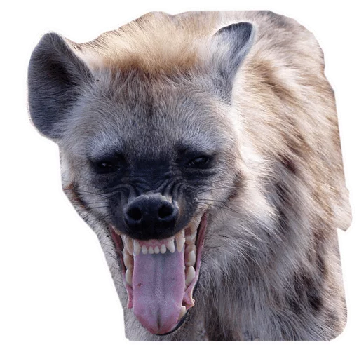 👹 Стикер «yeener» для Telegram