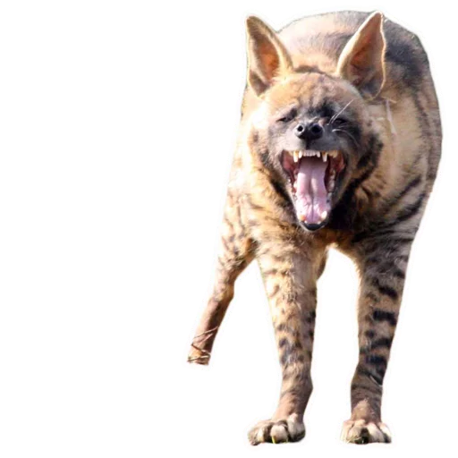 😫 Стикер «yeener» для Telegram