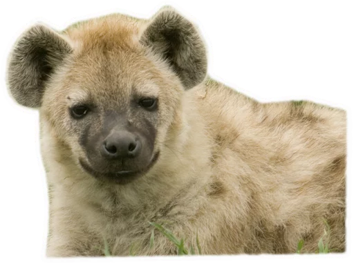 😌 Стикер «yeener» для Telegram