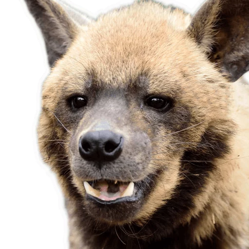 😃 Стикер «yeener» для Telegram