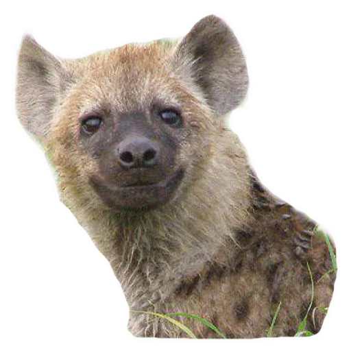 😊 Стикер «yeener» для Telegram