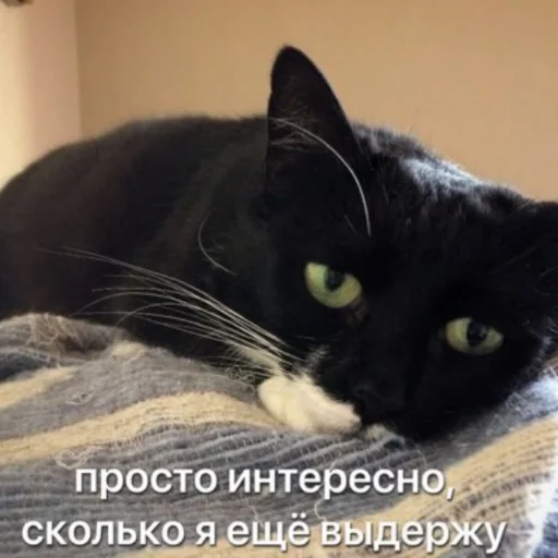 😕 Стикер «милые милости и депрессия» для Telegram