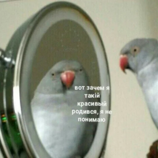 ✨ Стикер «милые милости и депрессия» для Telegram
