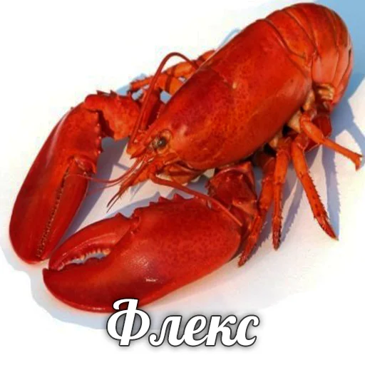 🦞 Стикер «Хайповая еда» для Telegram