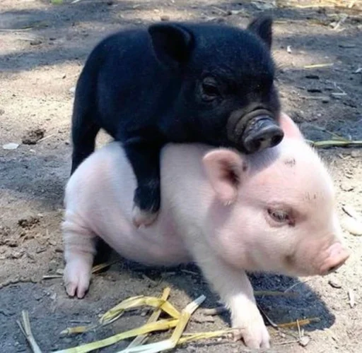 😏 Стикер «Хрюкни» для Telegram
