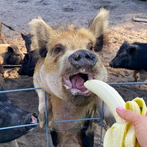 🍌 Стикер «Хрюкни» для Telegram