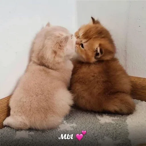 ❤️ Стикер «я люблю тебя!!» для Telegram