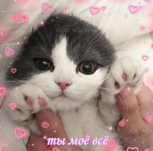 ❤️ Стикер «я люблю тебя!!» для Telegram