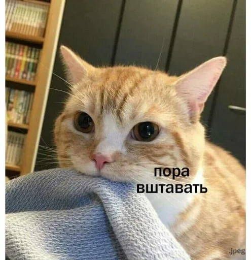 ❤️ Стикер «я люблю тебя!!» для Telegram