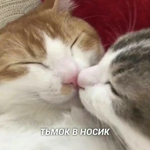 ❤️ Стикер «я люблю тебя!!» для Telegram