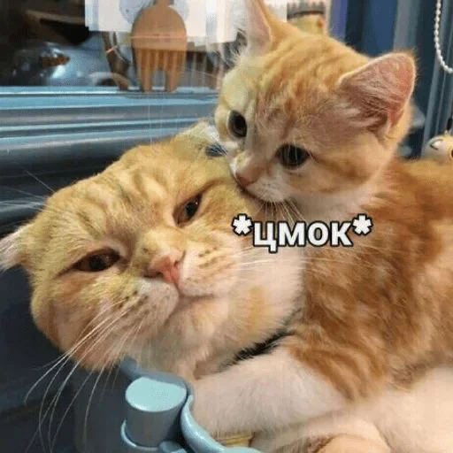 ❤️ Стикер «я люблю тебя!!» для Telegram