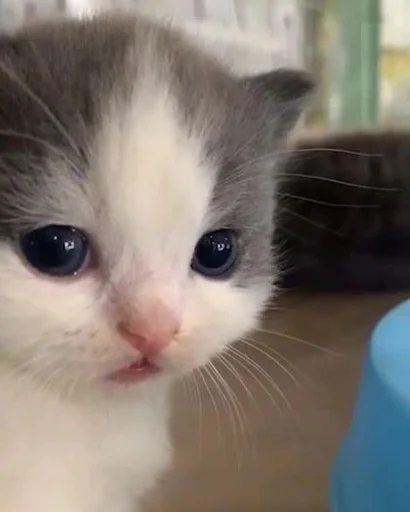 🥺 Стикер «я люблю тебя!!» для Telegram