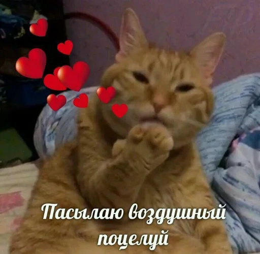 ❤️ Стикер «я люблю тебя!!» для Telegram