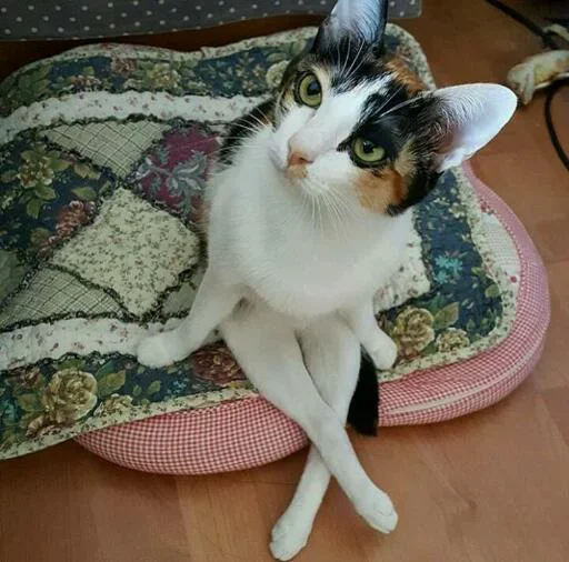 🐱 Стикер «Iam Lost» для Telegram
