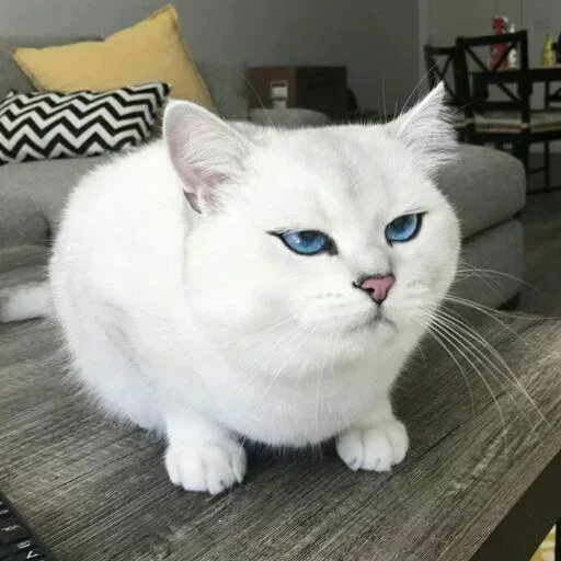 🐱 Стикер «Iam Lost» для Telegram