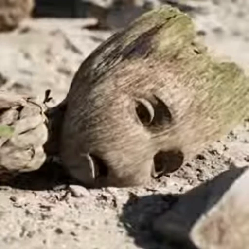 🥱 Стикер «I am groot» для Telegram