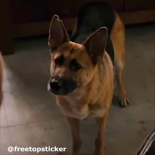🐕 Стикер «Я легенда» для Telegram