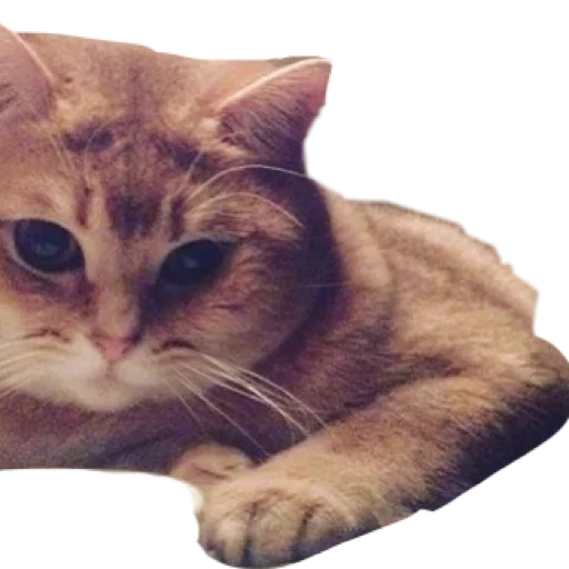 🐱 Стикер «АНТИХАЙП» для Telegram