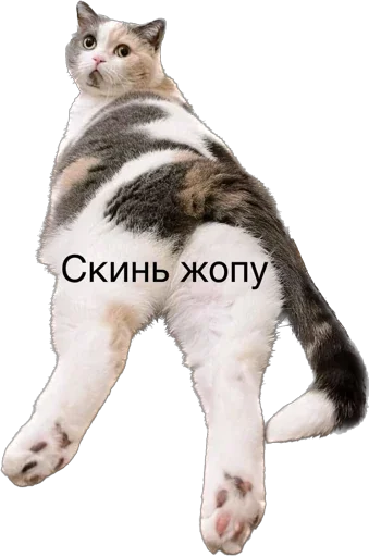 🍑 Стикер «ИБустчане» для Telegram