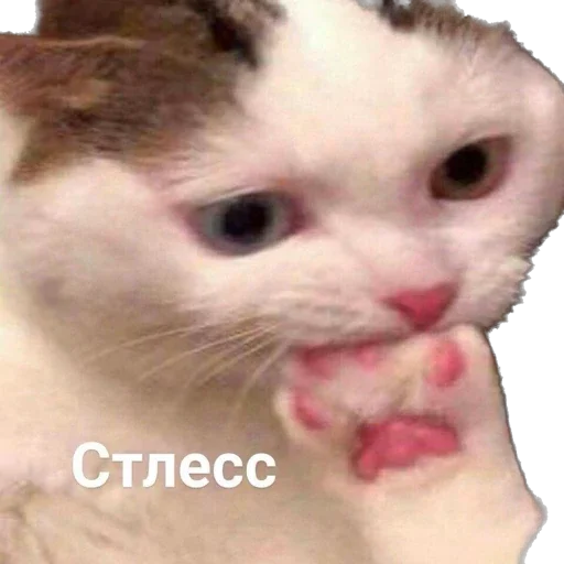 😥 Стикер «ИБустчане» для Telegram
